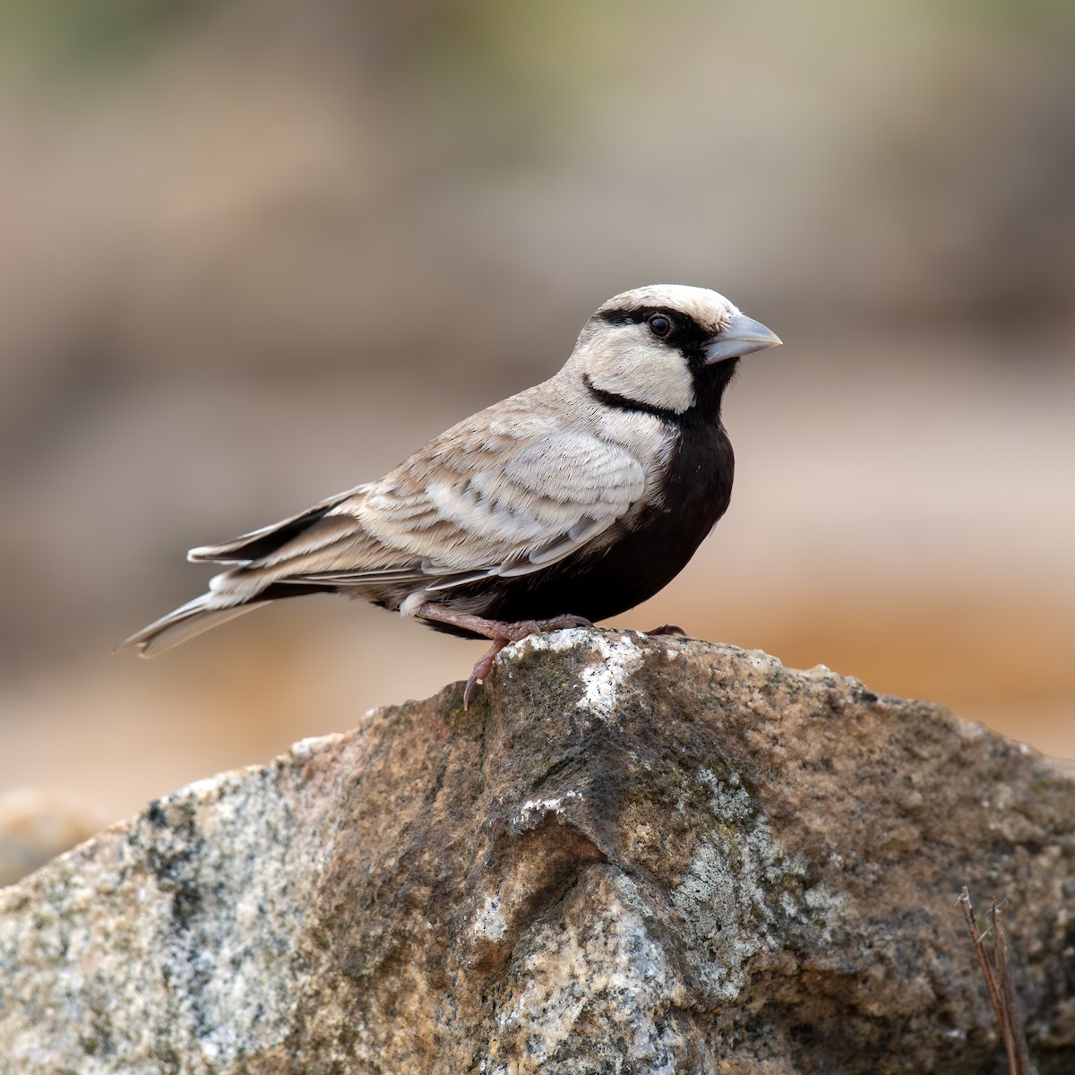 Ashy-crowned Sparrow-Lark - ML621198796