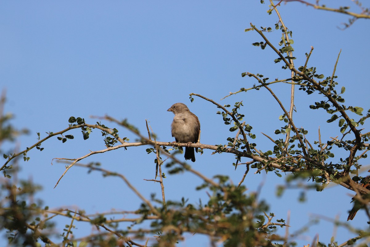 Swahili Sparrow - ML621198825