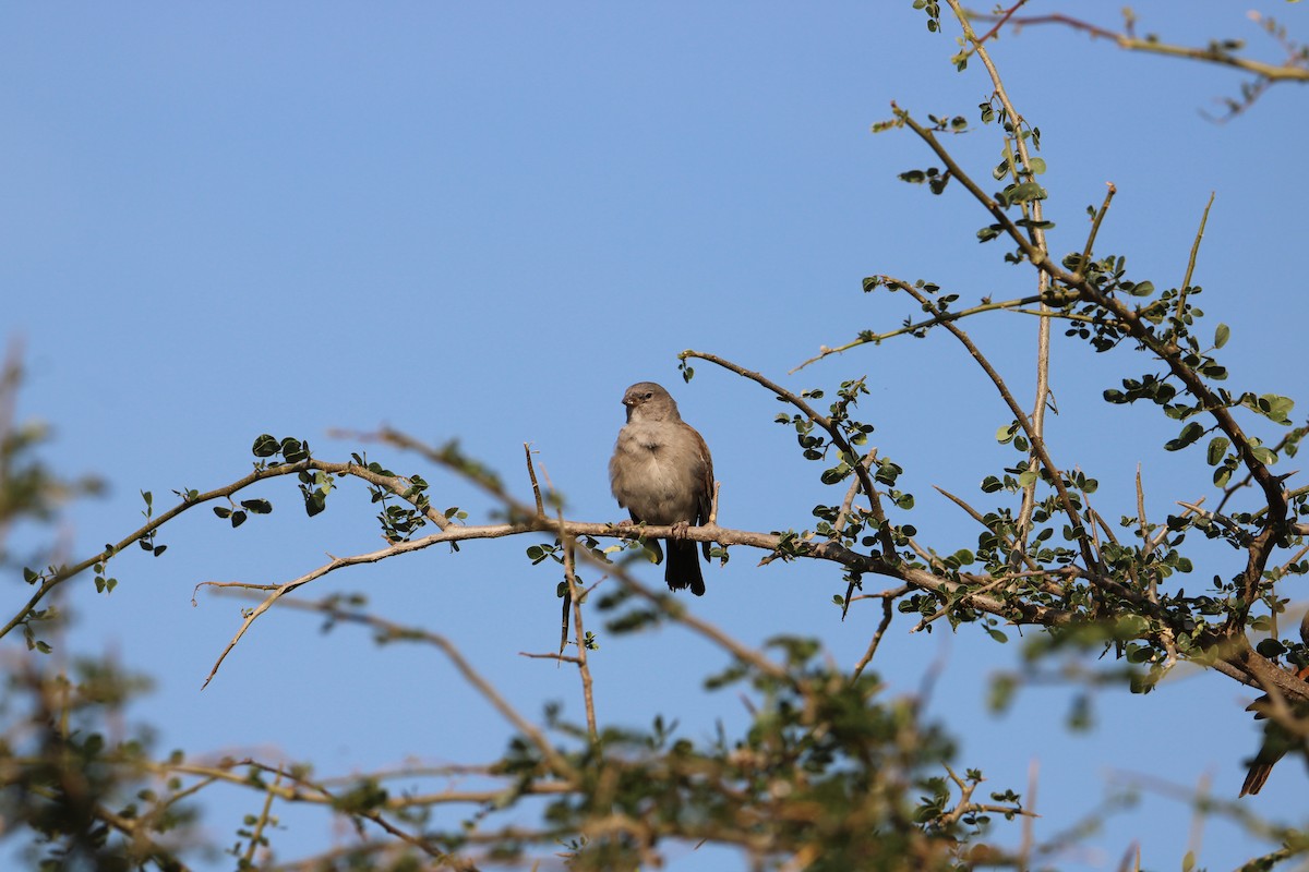 Swahili Sparrow - ML621198836