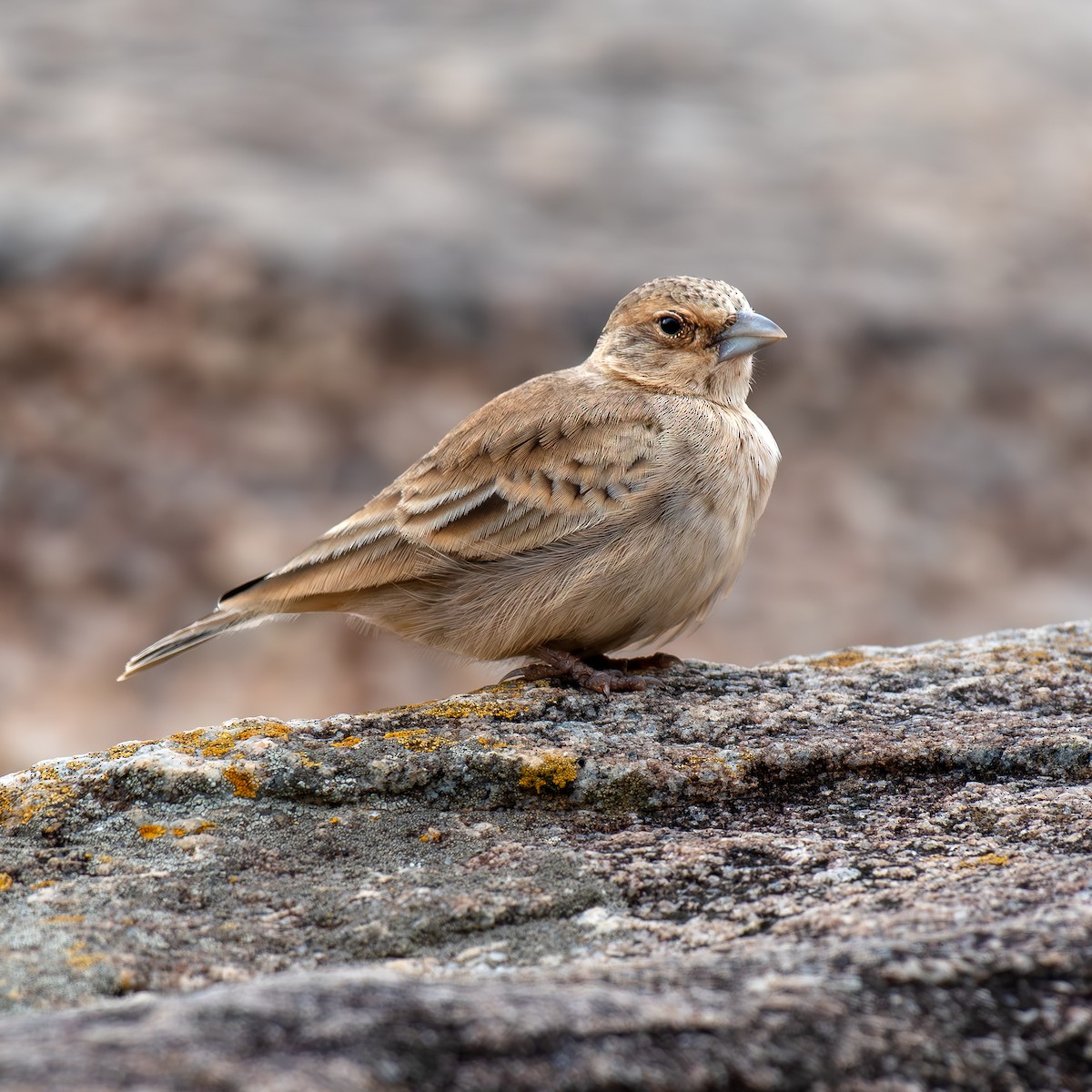 Ashy-crowned Sparrow-Lark - ML621198838