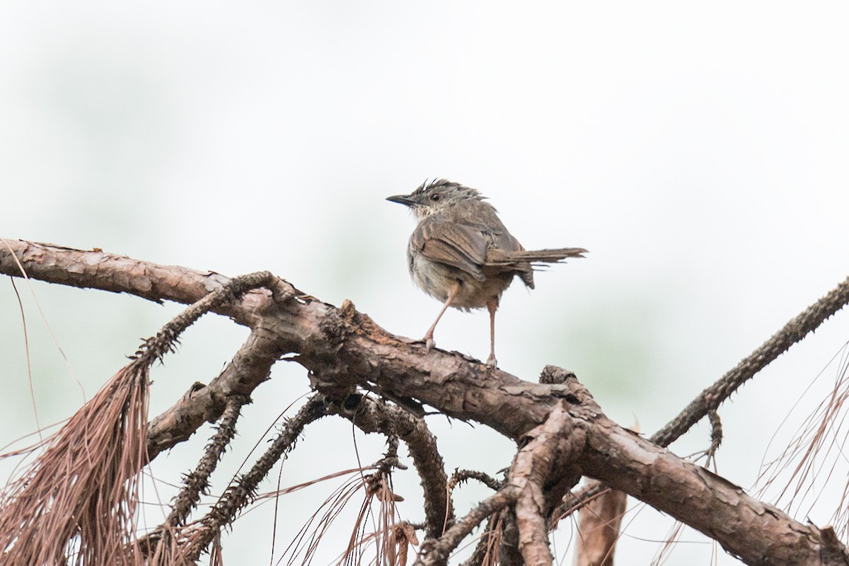 Burmese Prinia - ML621198839