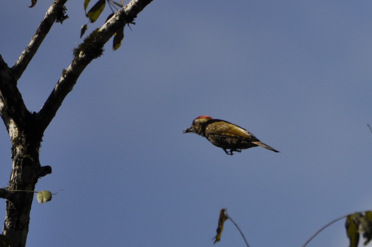 Dot-fronted Woodpecker - ML621198852