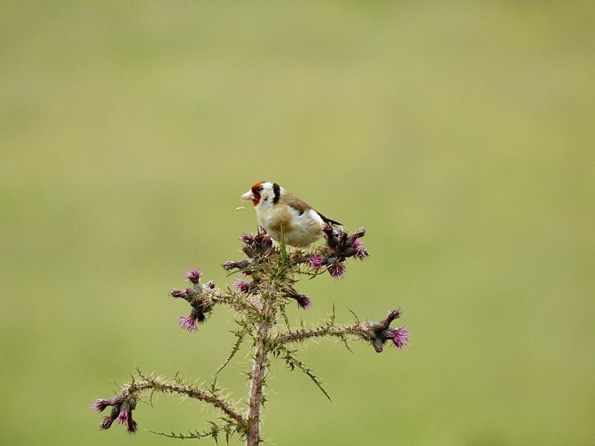 European Goldfinch (European) - ML621198890