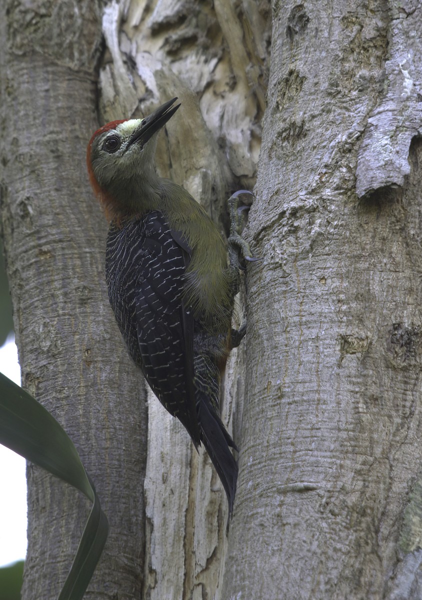 Jamaican Woodpecker - ML621198914