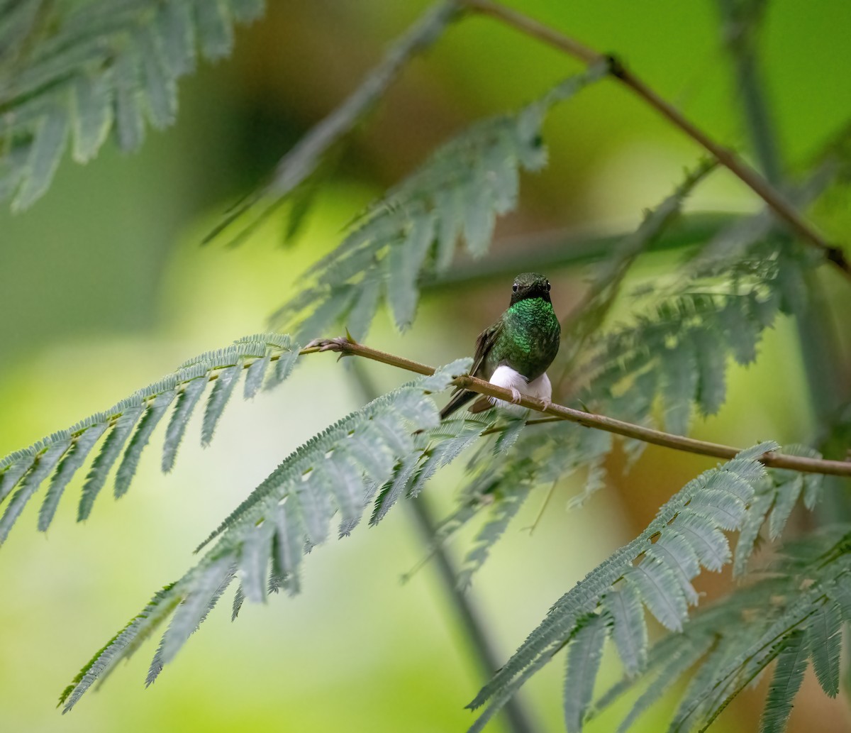 White-booted Racket-tail - ML621198939