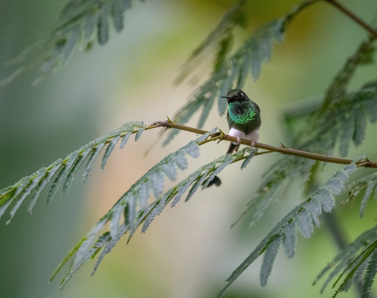 White-booted Racket-tail - ML621198955