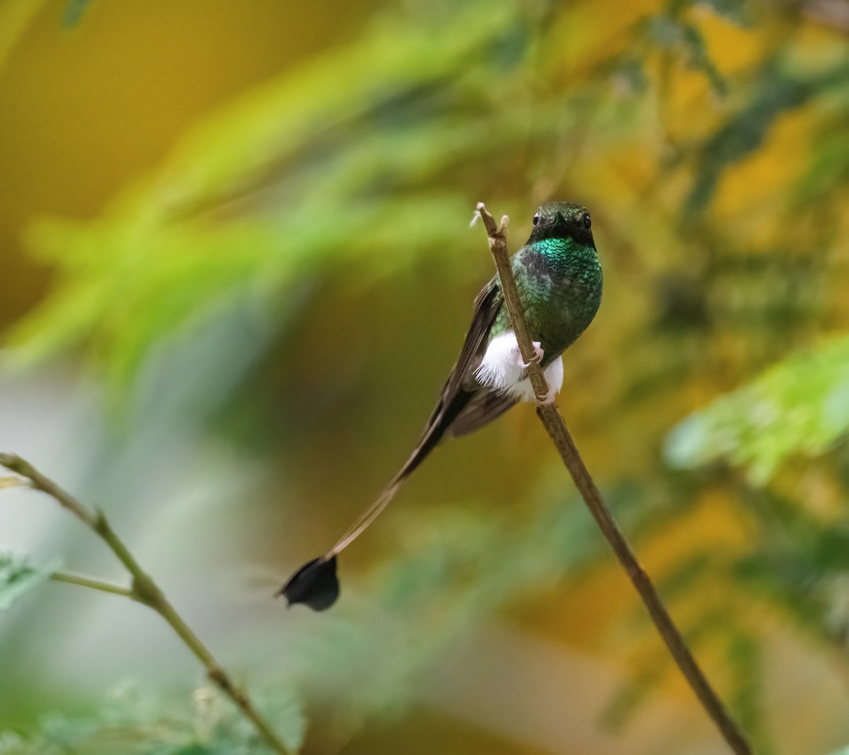 White-booted Racket-tail - ML621198958