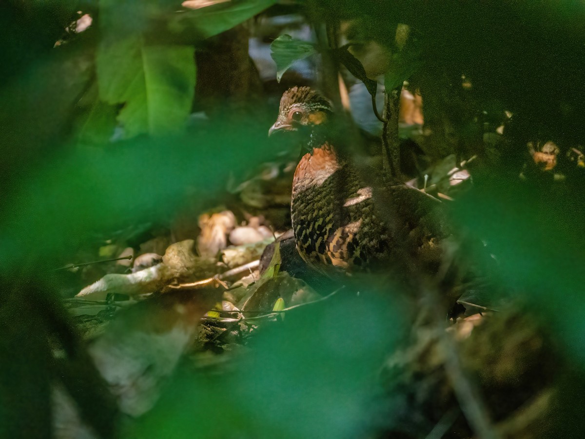 Chestnut-necklaced Partridge - ML621198964