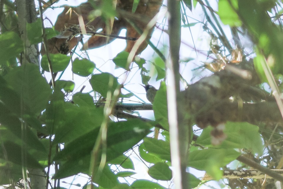 White-eared Tailorbird - ML621198995