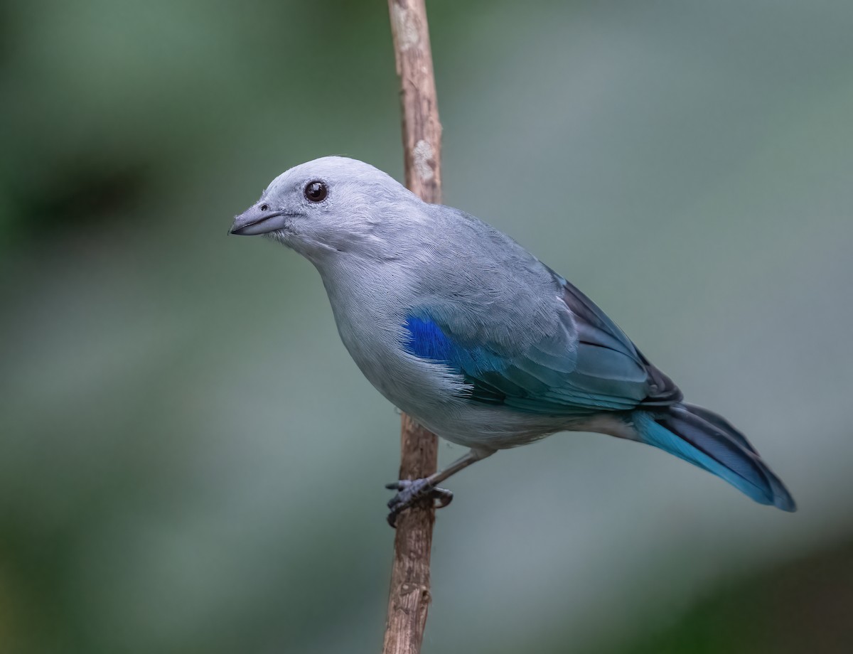 Blue-gray Tanager (Blue-gray) - ML621199035
