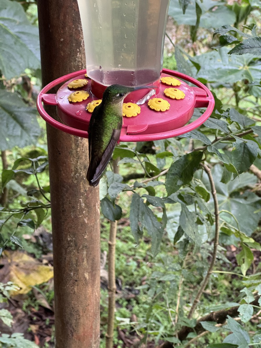 kolibřík hnědobřichý - ML621199037