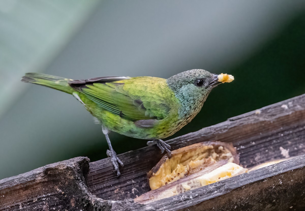 Black-capped Tanager - ML621199041