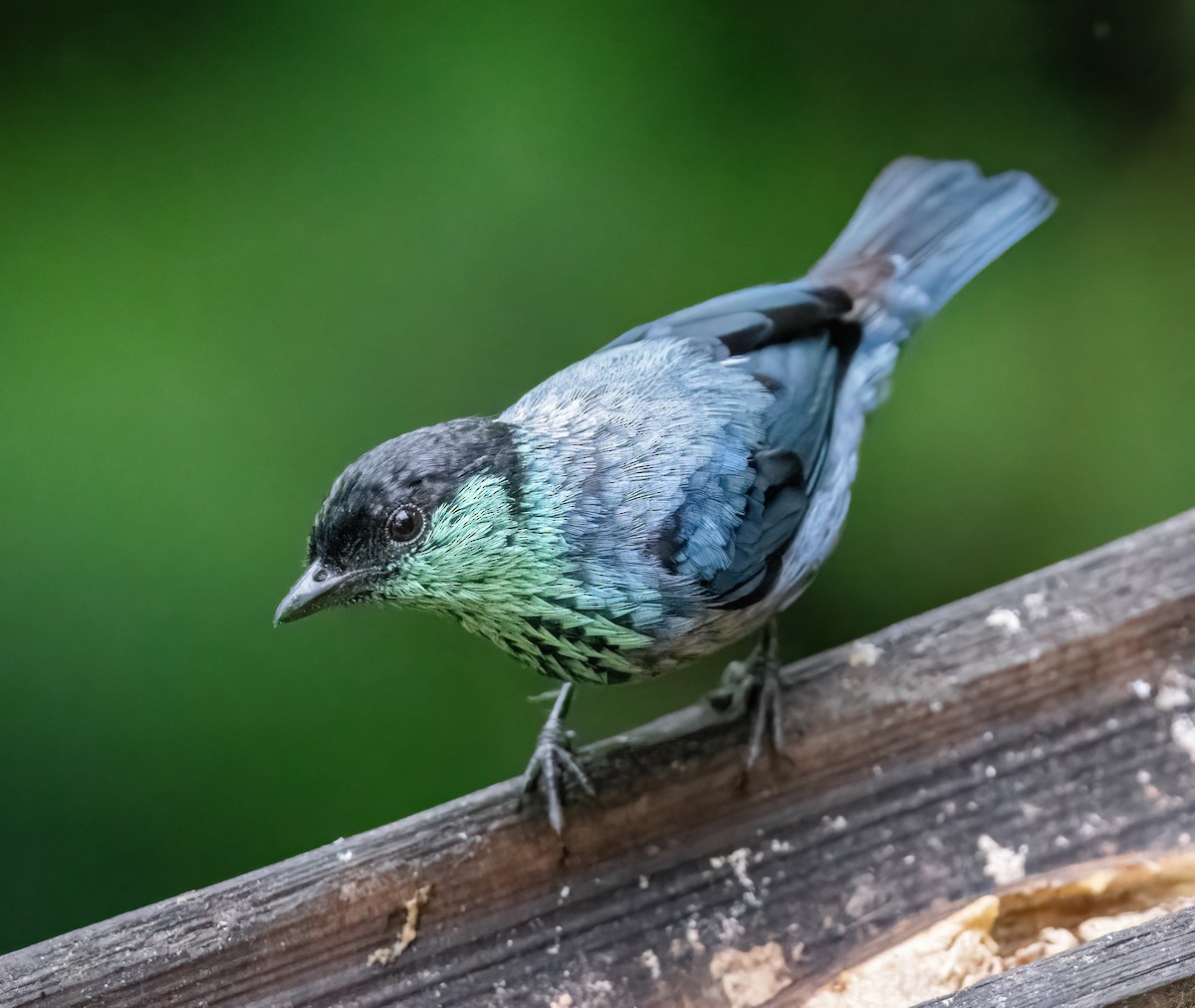 Black-capped Tanager - ML621199042