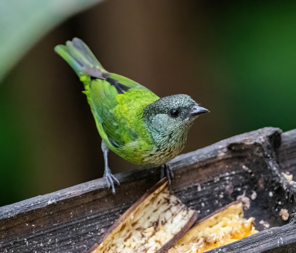 Black-capped Tanager - ML621199043