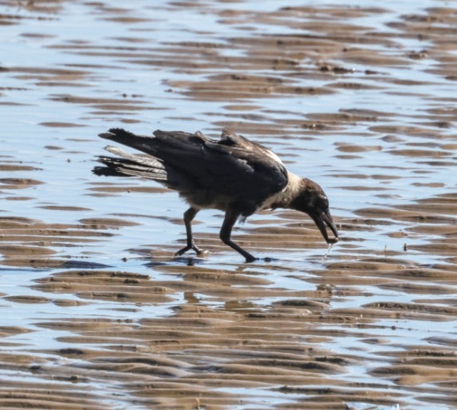 Collared Crow - ML621199045
