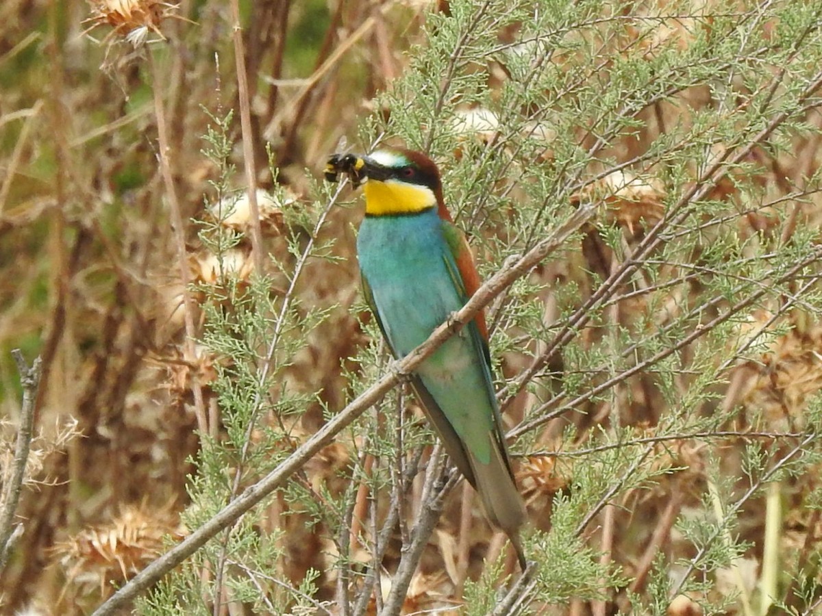 European Bee-eater - ML621199051