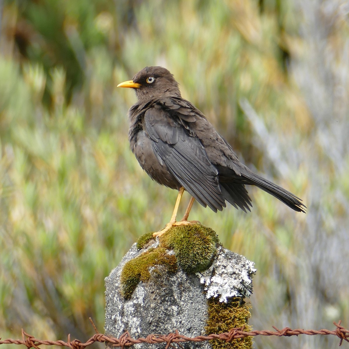 Sooty Thrush - ML621199084