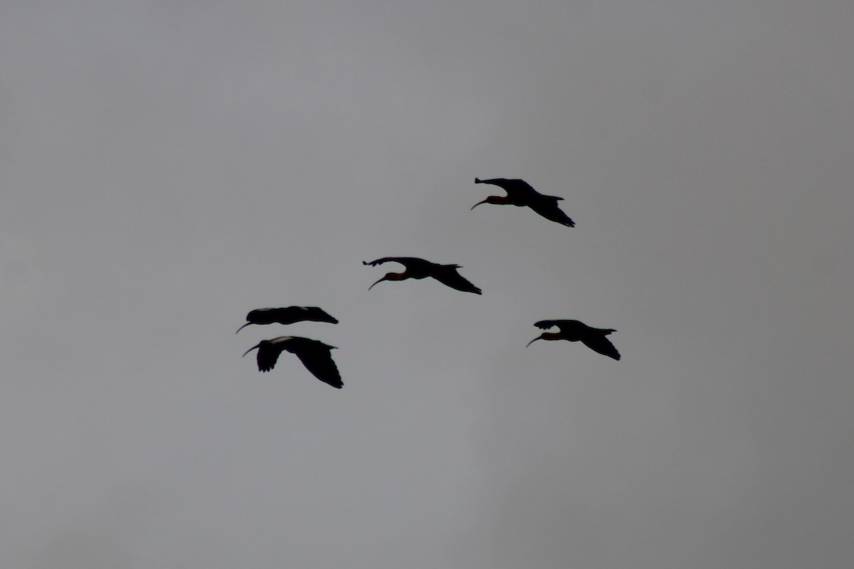 ibis bělokřídlý - ML621199095