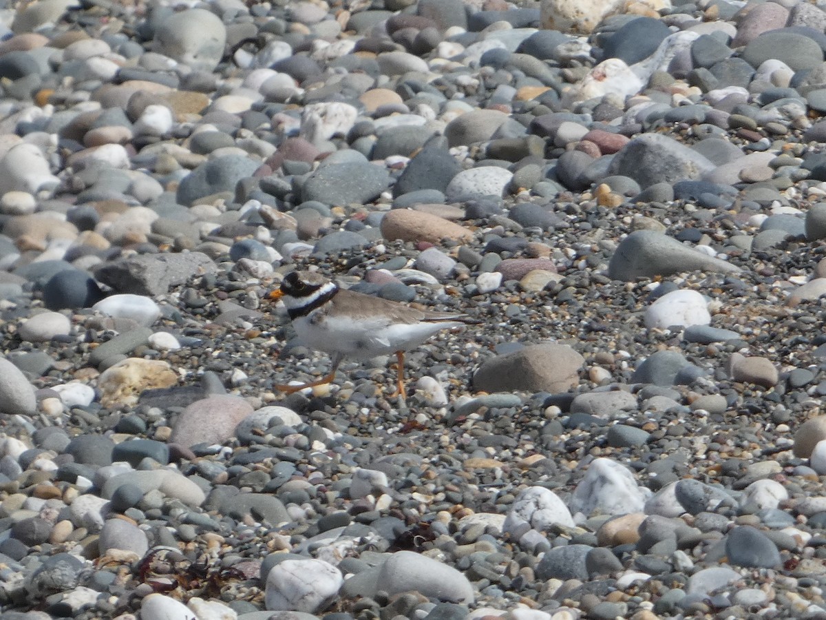 Common Ringed Plover - ML621199098