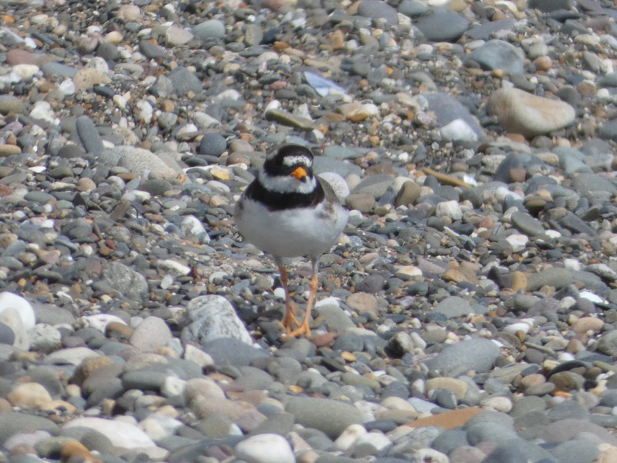 Common Ringed Plover - ML621199099