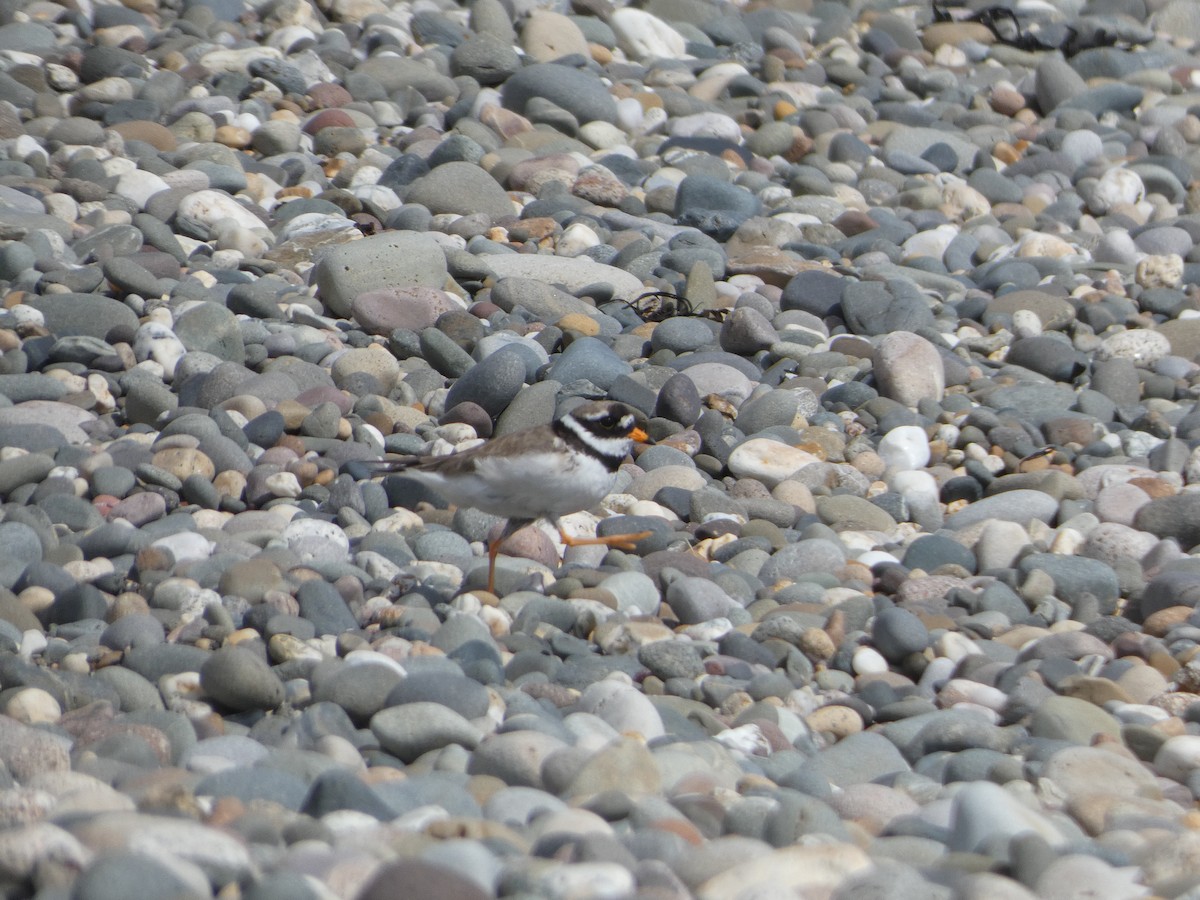 Common Ringed Plover - ML621199100