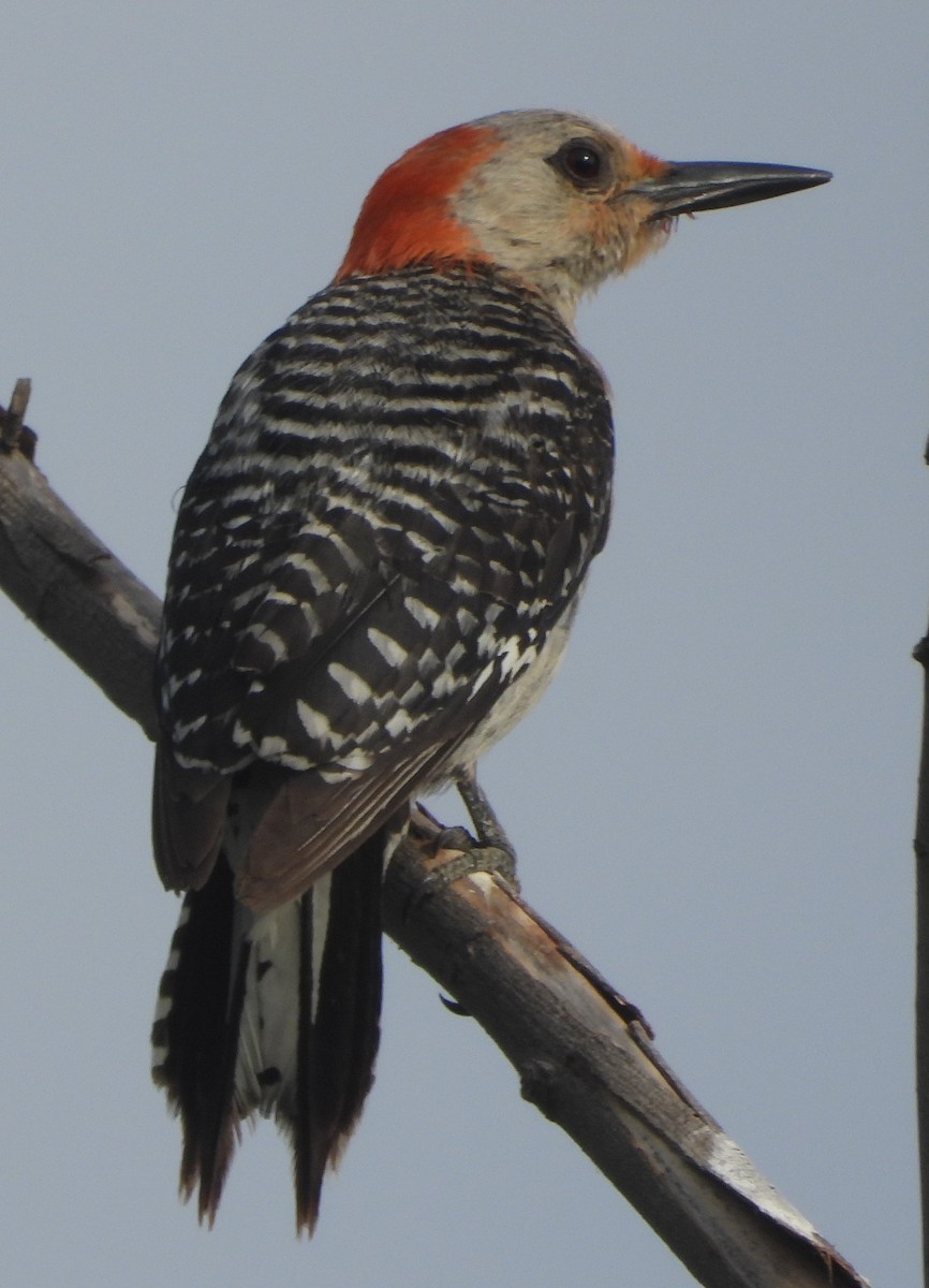 Red-bellied Woodpecker - ML621199111