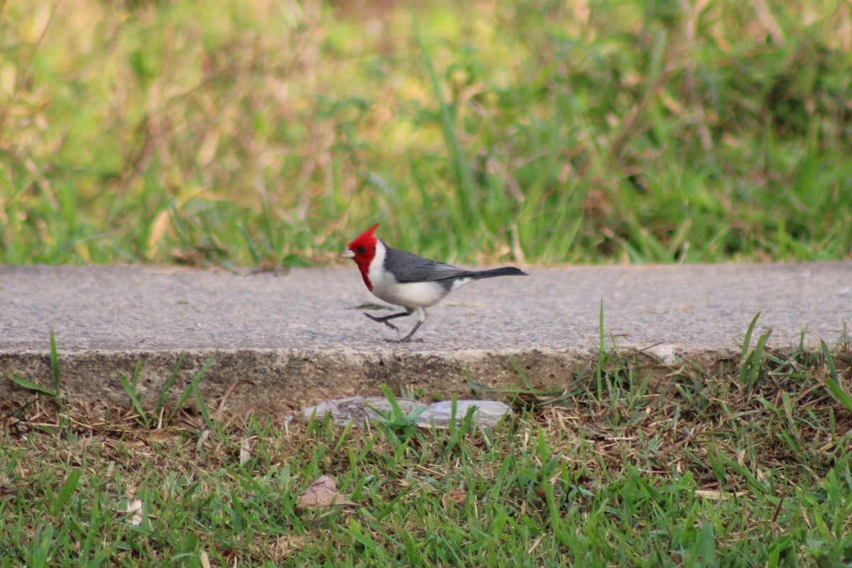 Red-crested Cardinal - ML621199134
