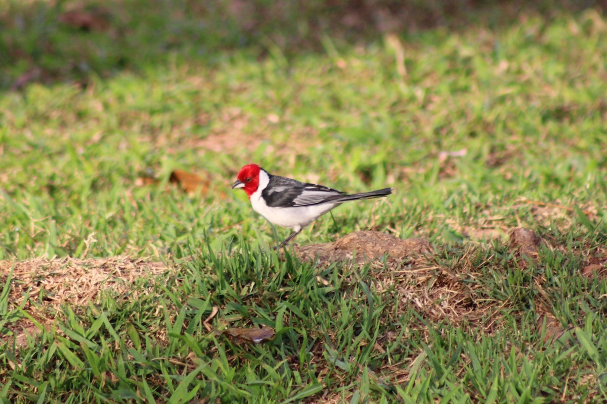 Red-cowled Cardinal - ML621199137