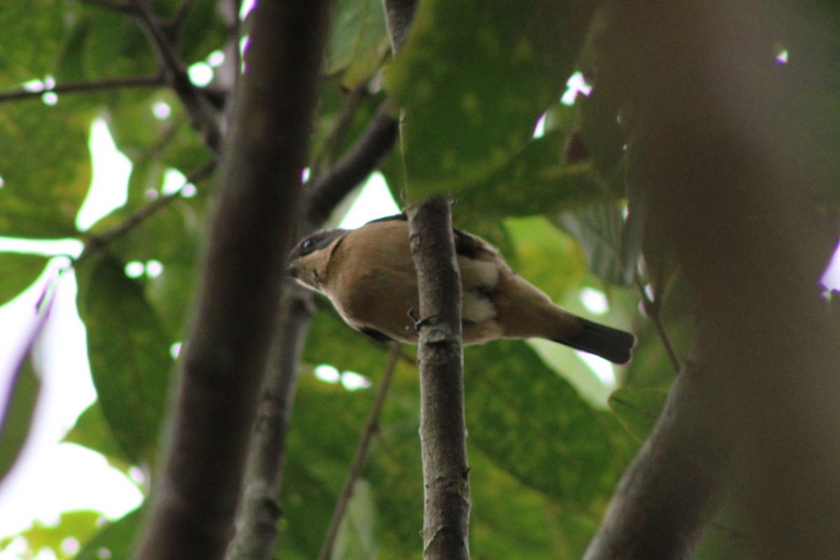 Fawn-breasted Tanager - ML621199153