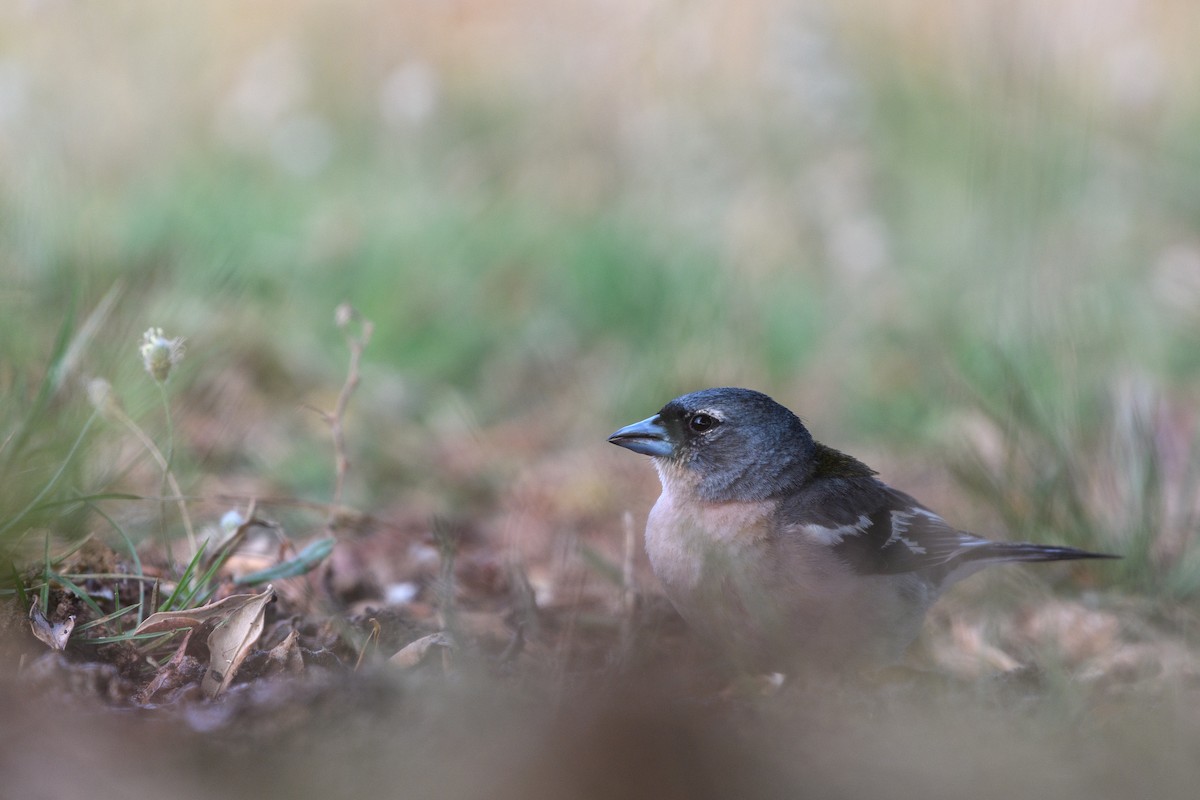 Common/African Chaffinch - ML621199161