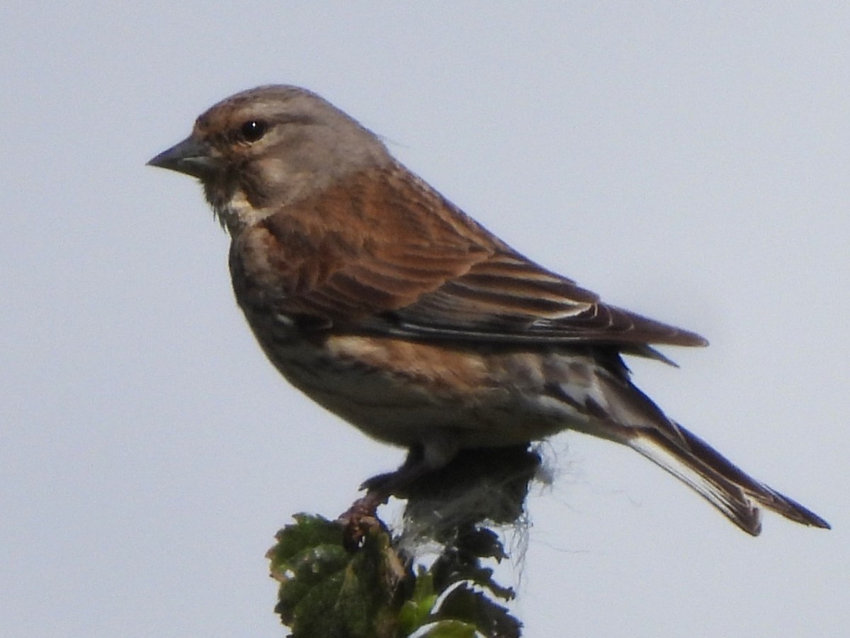 Eurasian Linnet - ML621199178