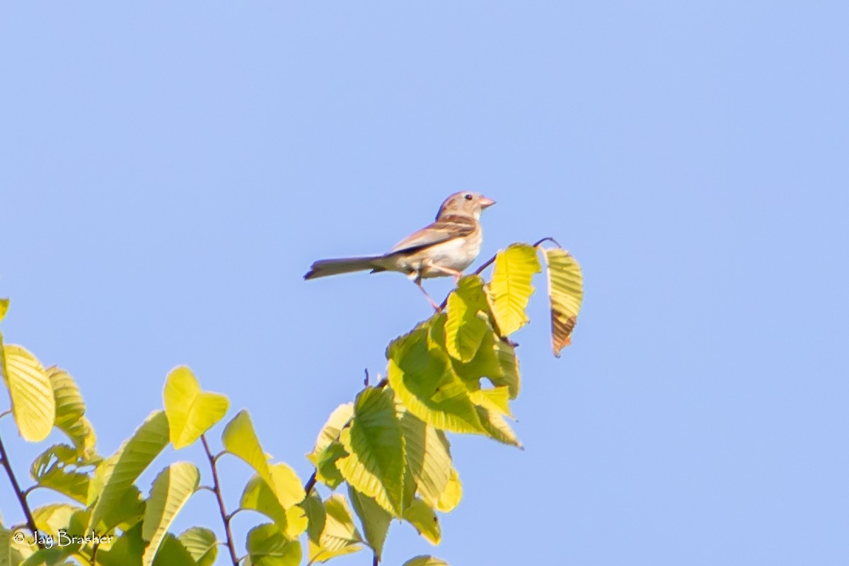 Field Sparrow - ML621199183