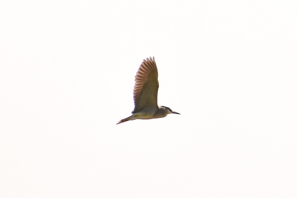 Black-crowned Night Heron - ML621199197