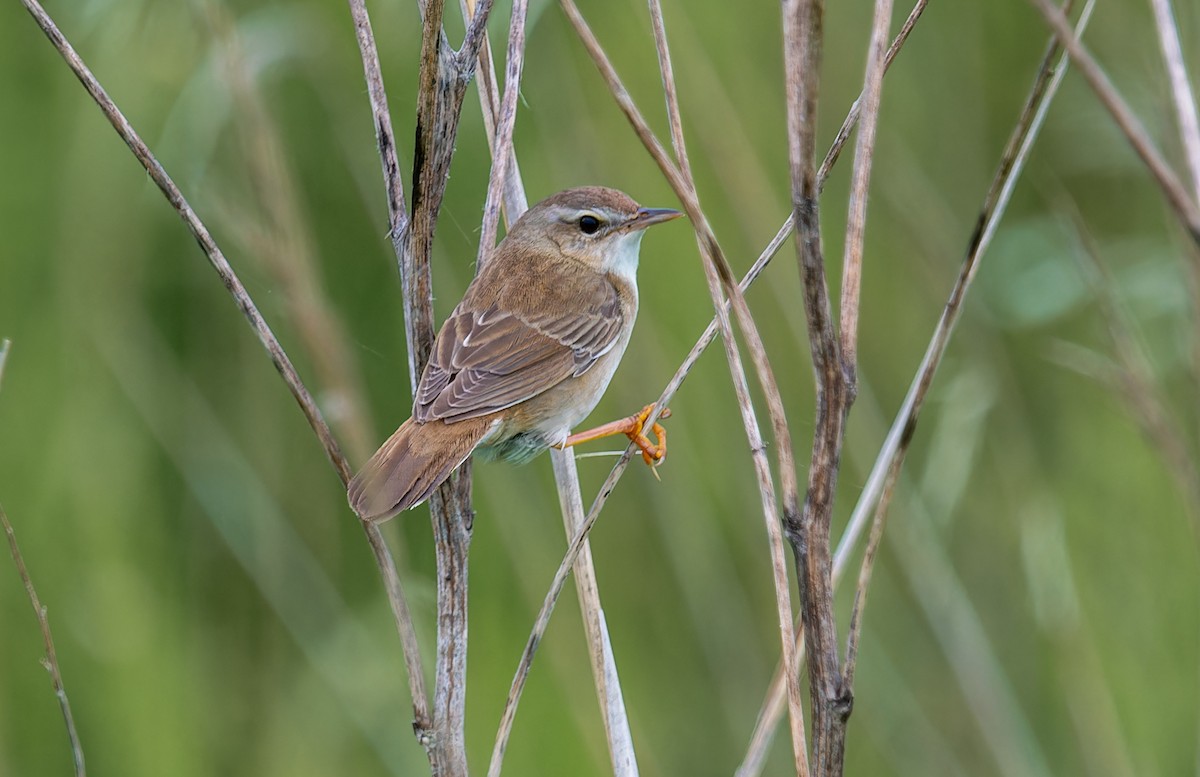 Middendorff's Grasshopper Warbler - Nick Bray