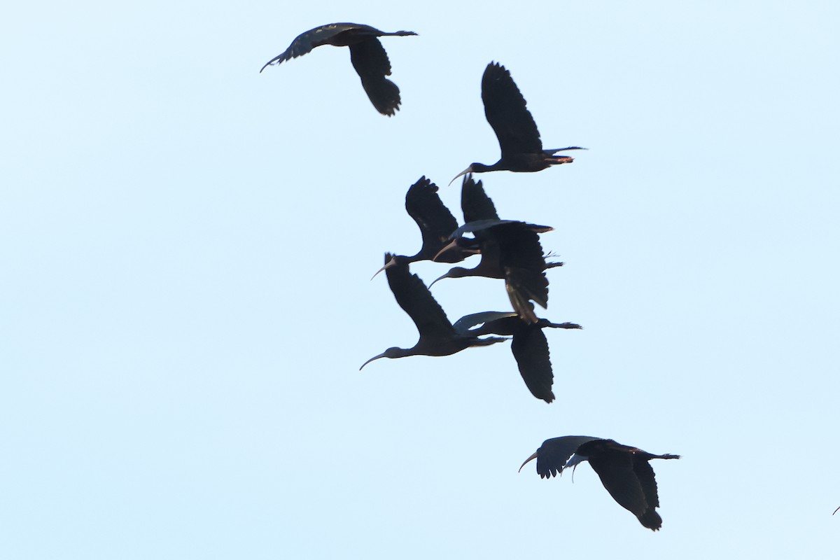 ibis tmavý - ML621199235