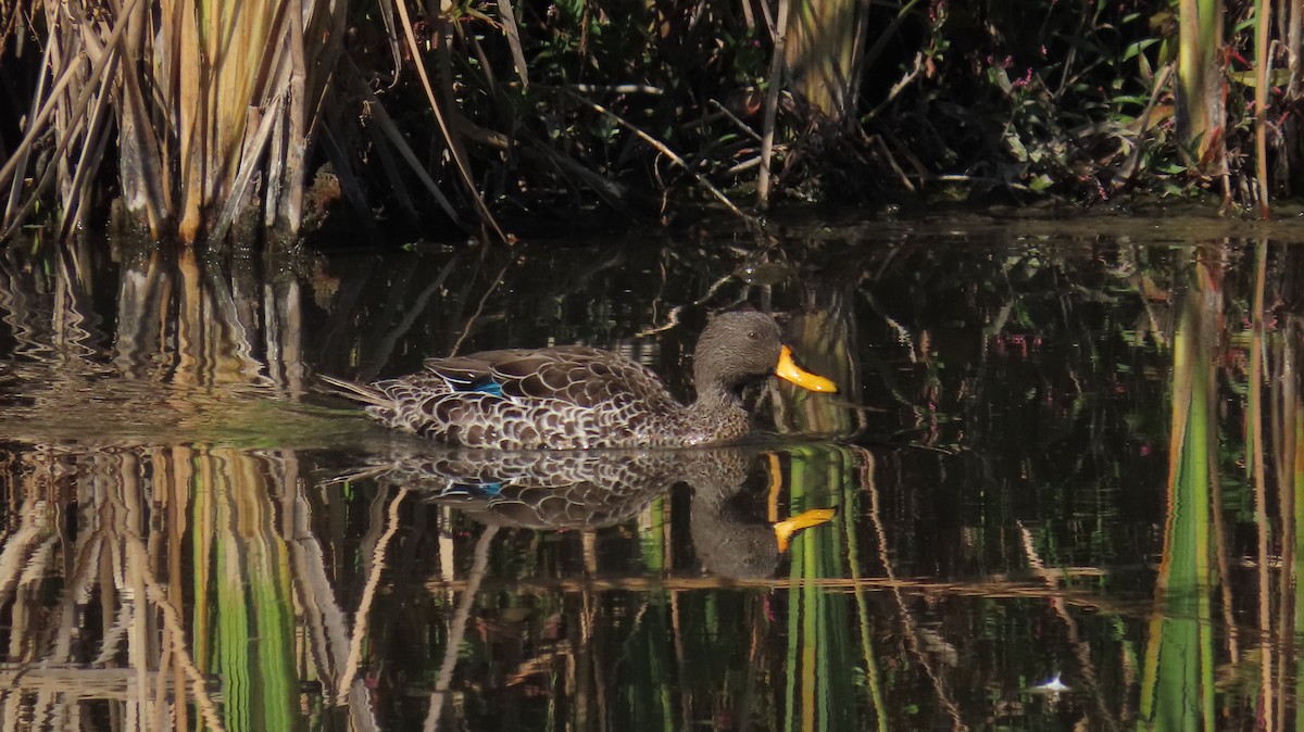 Yellow-billed Duck - ML621199236