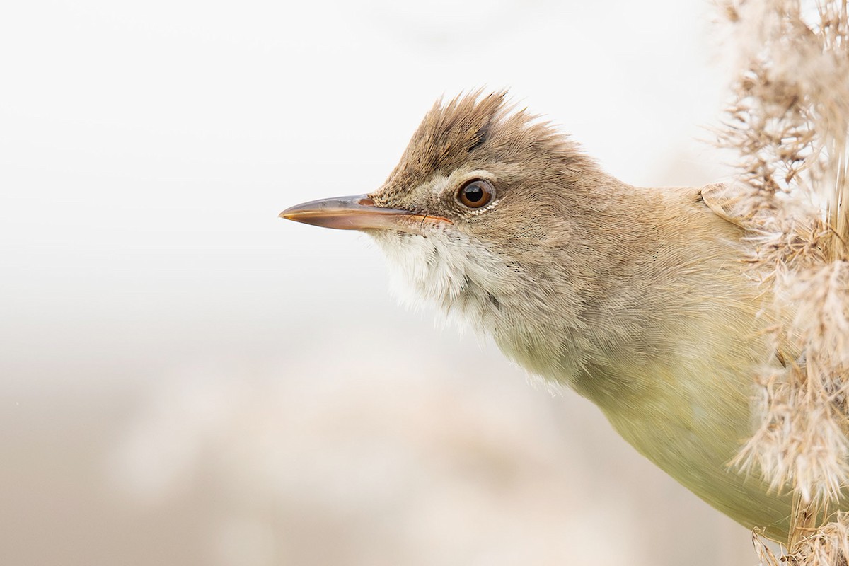 Great Reed Warbler - ML621199270