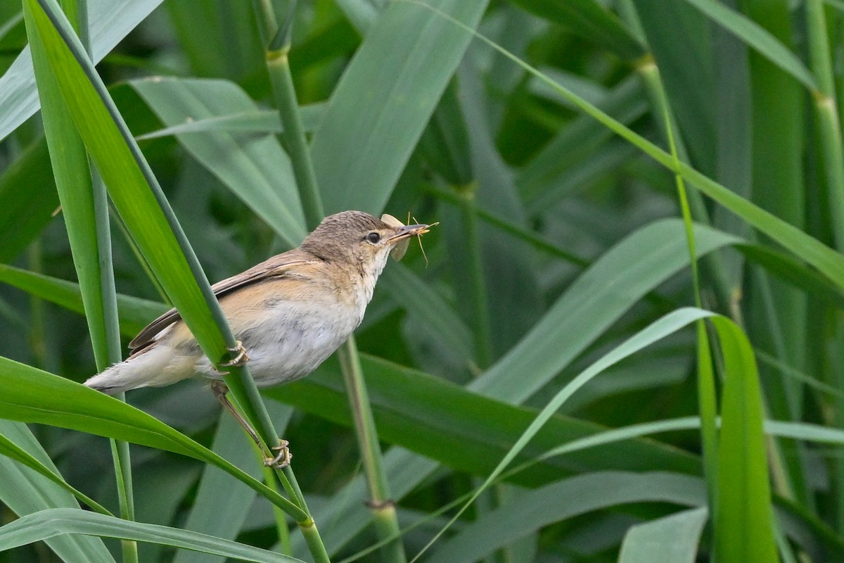 Common Reed Warbler - ML621199315