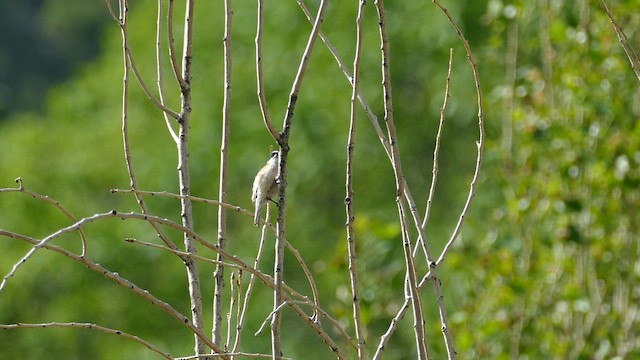 White-crowned Penduline-Tit - ML621199316