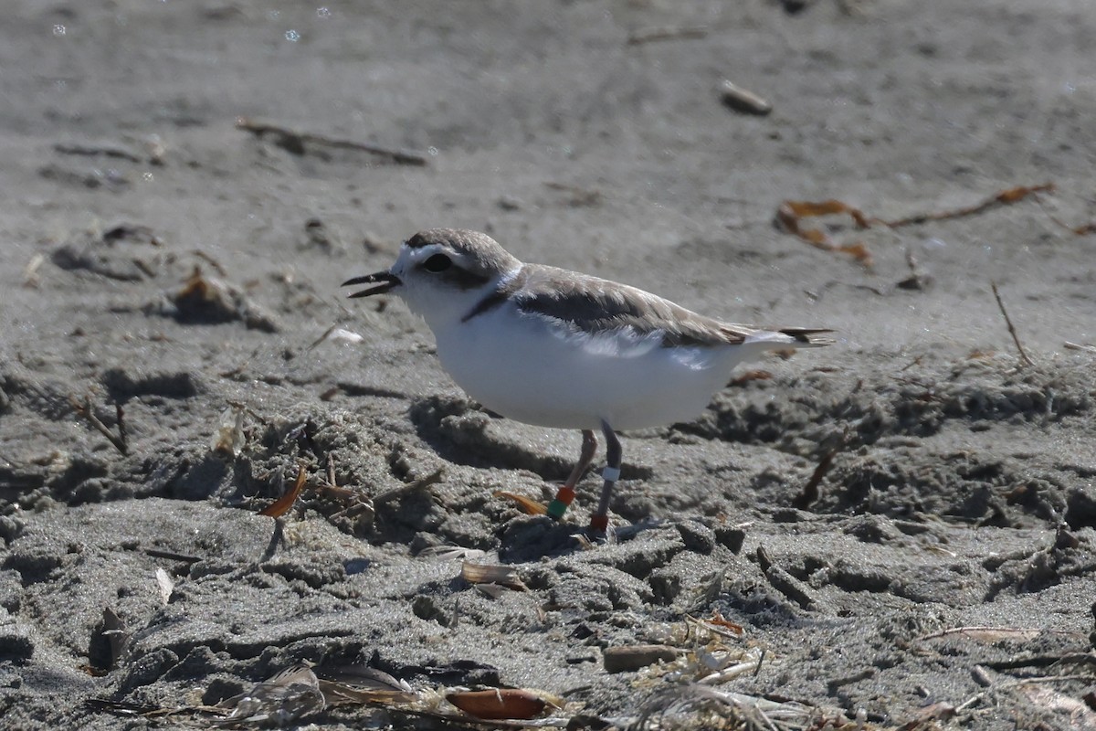 Snowy Plover - ML621199328