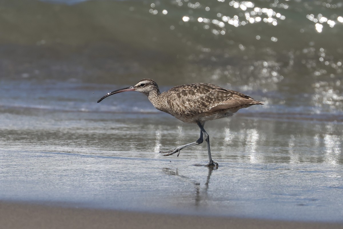 Whimbrel - ML621199334