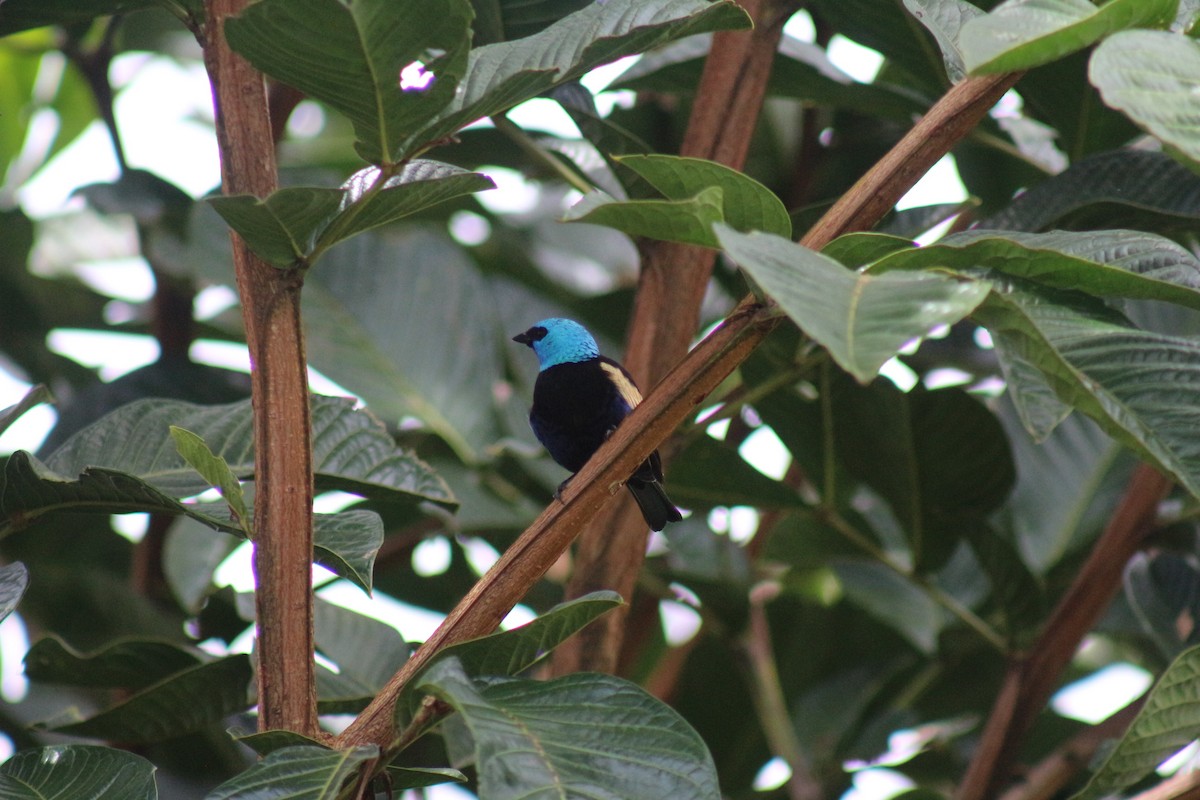 Blue-necked Tanager - ML621199345
