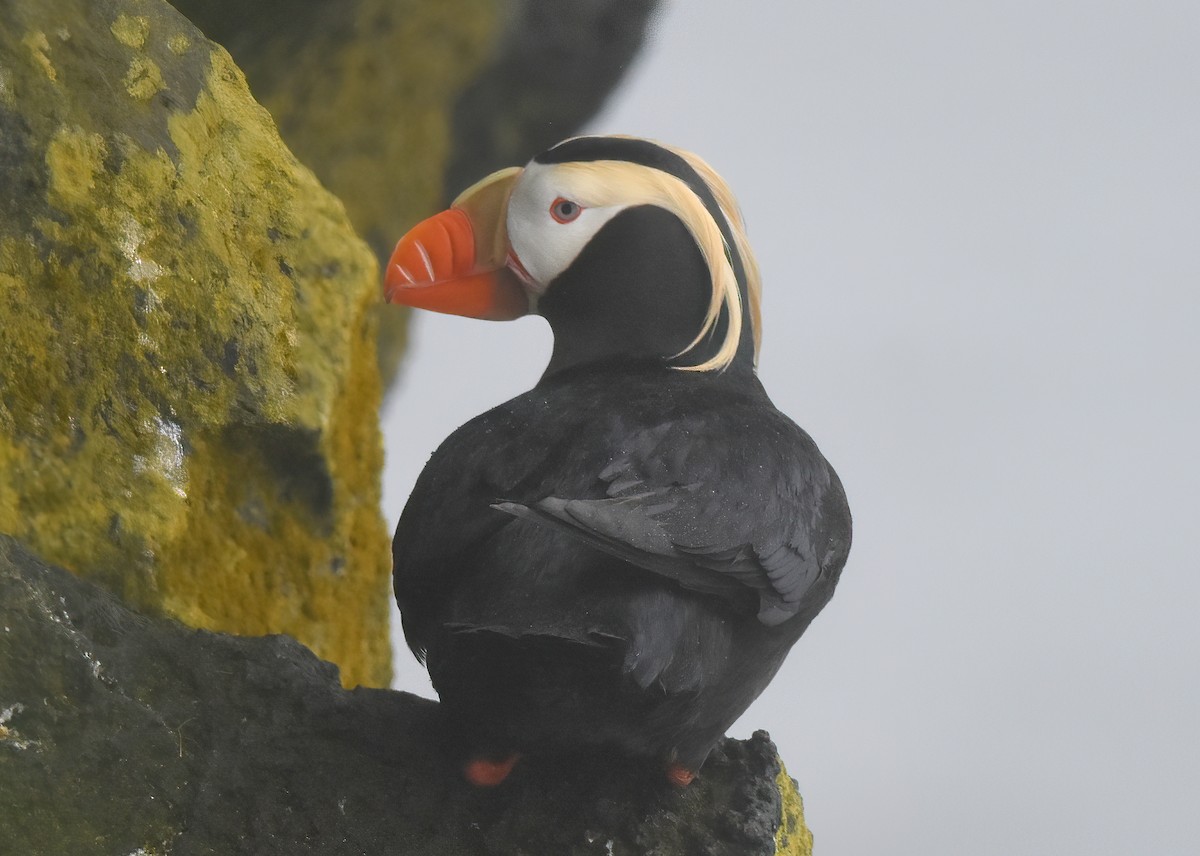 Tufted Puffin - ML621199355