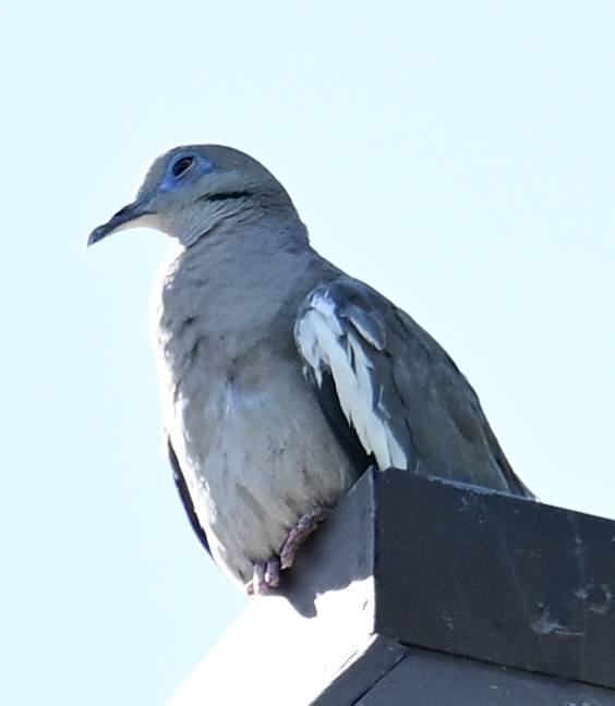 White-winged Dove - ML621199370