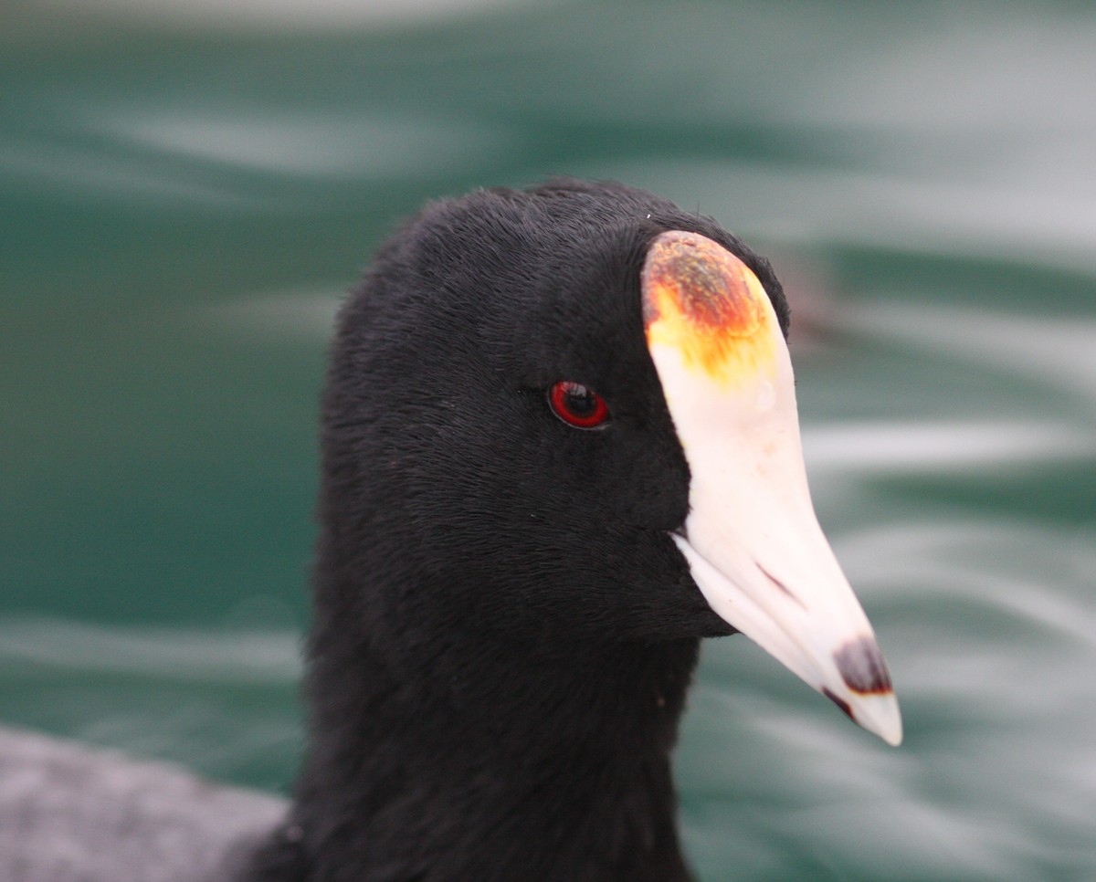 American Coot (Red-shielded) - ML621199410