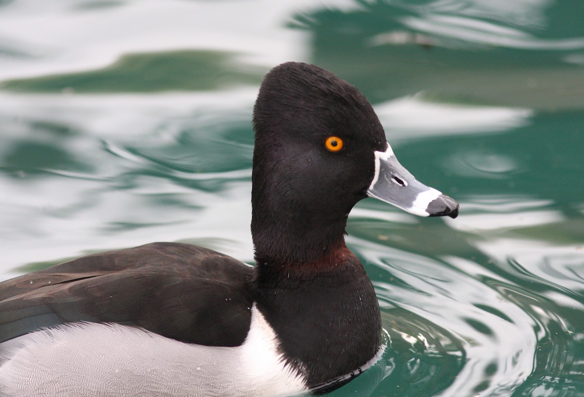 Ring-necked Duck - ML621199421
