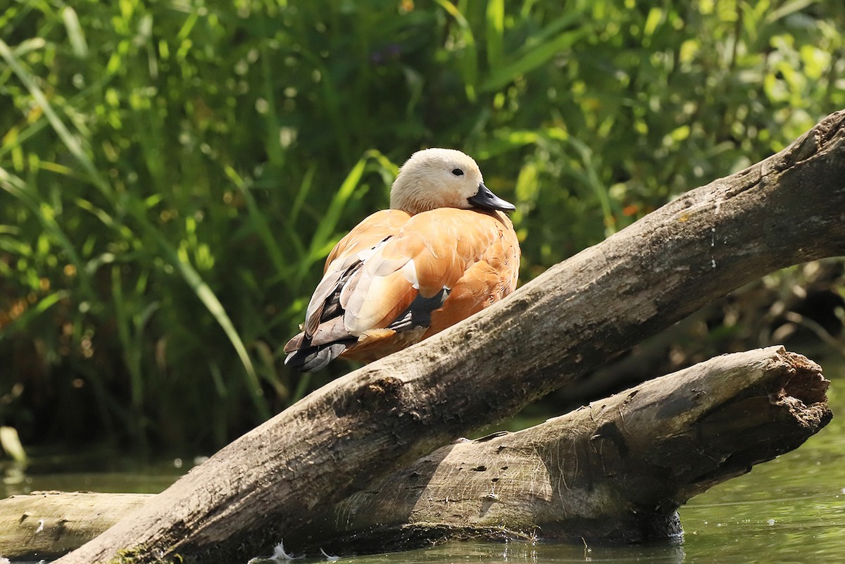 Ruddy Shelduck - ML621199442