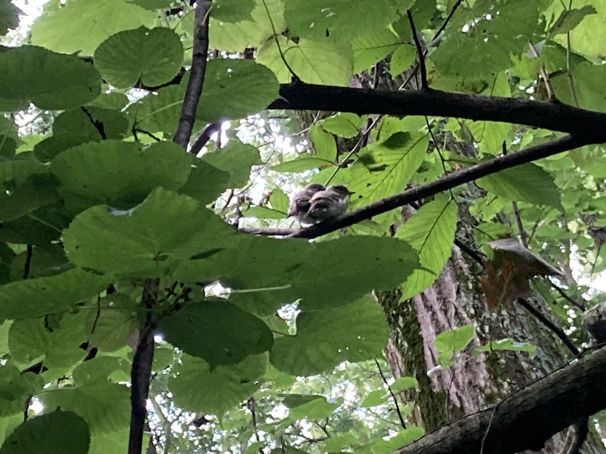 Buchenschnäppertyrann - ML621199443