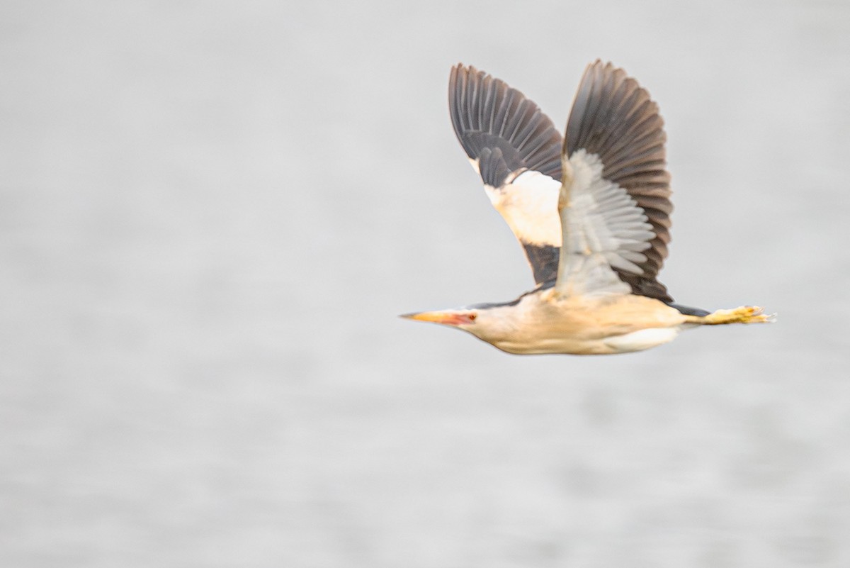 Little Bittern - ML621199461