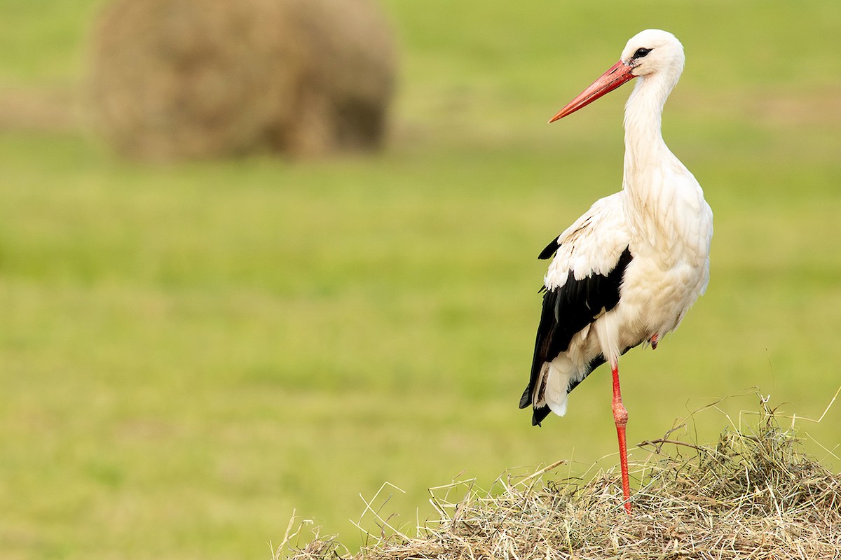 White Stork - ML621199468